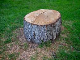 Trusted Wernersville, PA Tree Care Experts